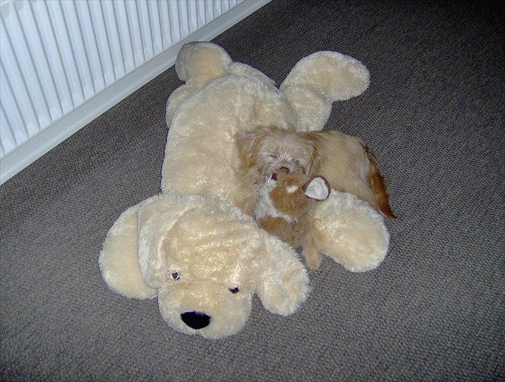 Blanding af racer Harley - Min bedste bamse billede 5