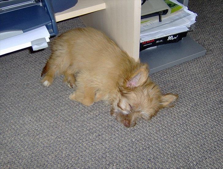 Blanding af racer Harley - Så løb den tør for batt. billede 6