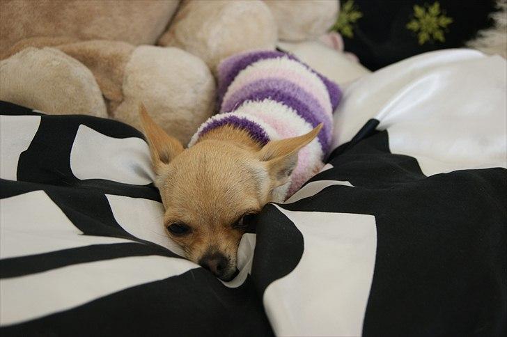 Chihuahua | Lulubell a´diva deluxe billede 3