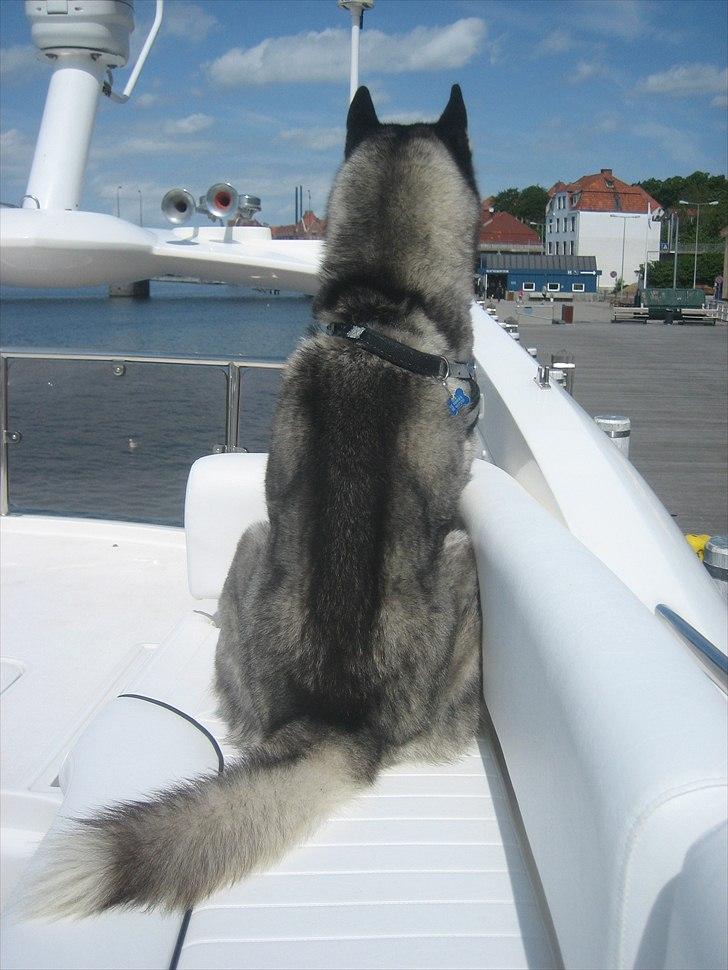 Siberian husky Zico Født i Juelsminde billede 15