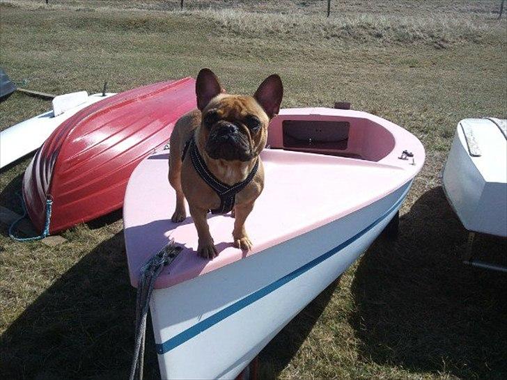 Fransk bulldog Lulu - April 2011 billede 14