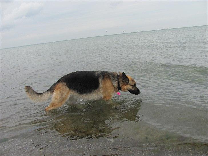 Schæferhund Lucca - Ude og soppe. billede 12