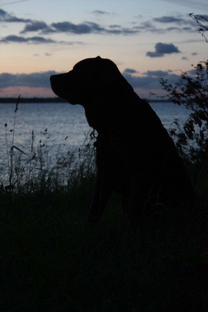 Labrador retriever Baloo (Coco loco´s voyage billede 14