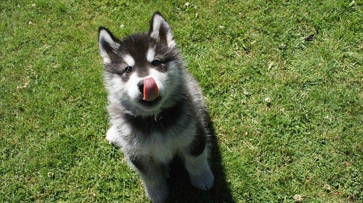 Alaskan malamute Czariks Koczmo (Luke)  billede 6