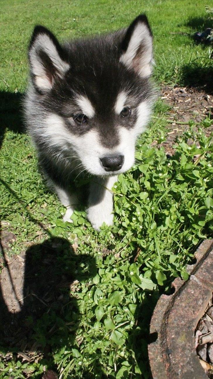 Alaskan malamute Czariks Koczmo (Luke)  billede 7