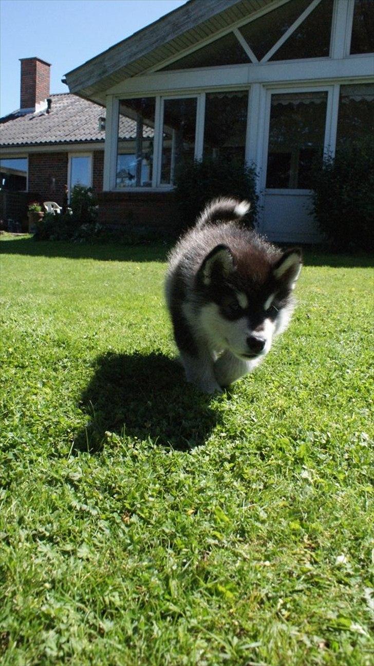 Alaskan malamute Czariks Koczmo (Luke)  billede 8