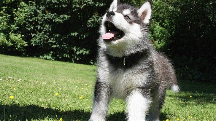 Alaskan malamute Czariks Koczmo (Luke)  billede 9