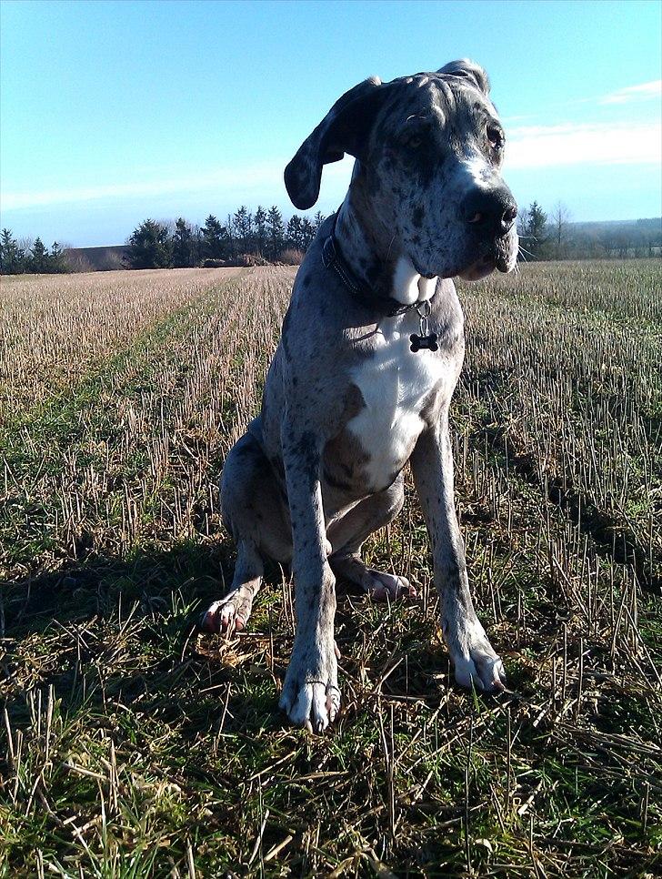 Grand danois Odin - Ih, nu skal jeg sitte igen :-S billede 18