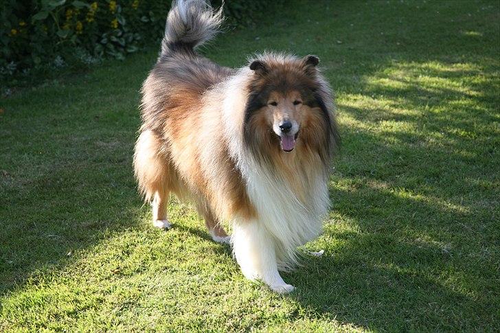 Collie langhåret Tiger billede 2