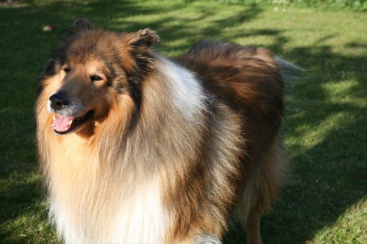 Collie langhåret Tiger billede 4