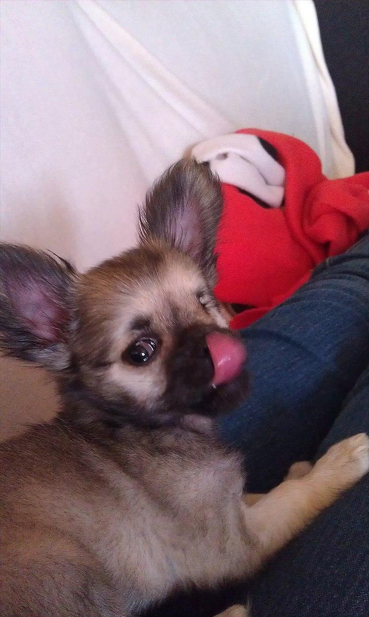 Chihuahua Kaptajn Amigo billede 18