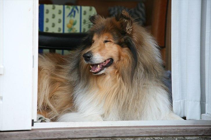 Collie langhåret Tiger billede 5