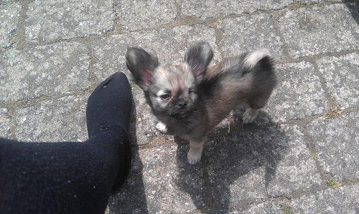 Chihuahua Kaptajn Amigo billede 19