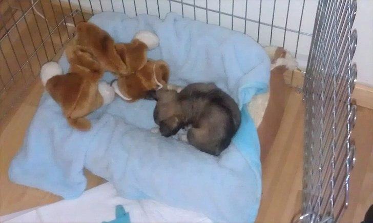 Chihuahua Kaptajn Amigo billede 20