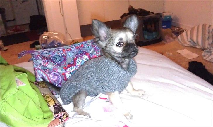 Chihuahua Kaptajn Amigo billede 21