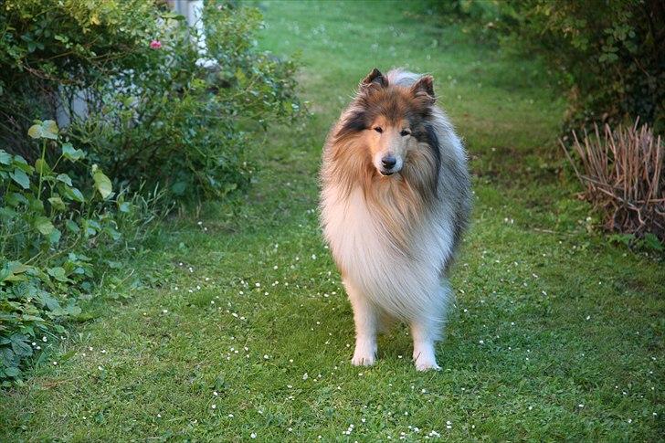 Collie langhåret Tiger billede 6