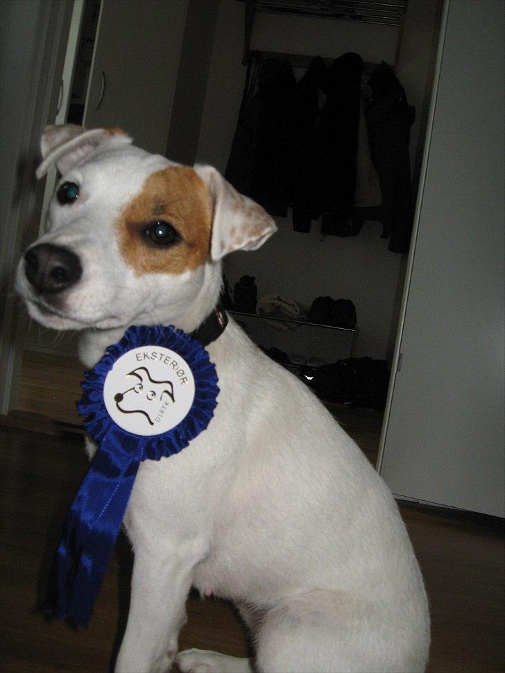 Jack russell terrier Hoba's Zandy af Lurifox billede 1