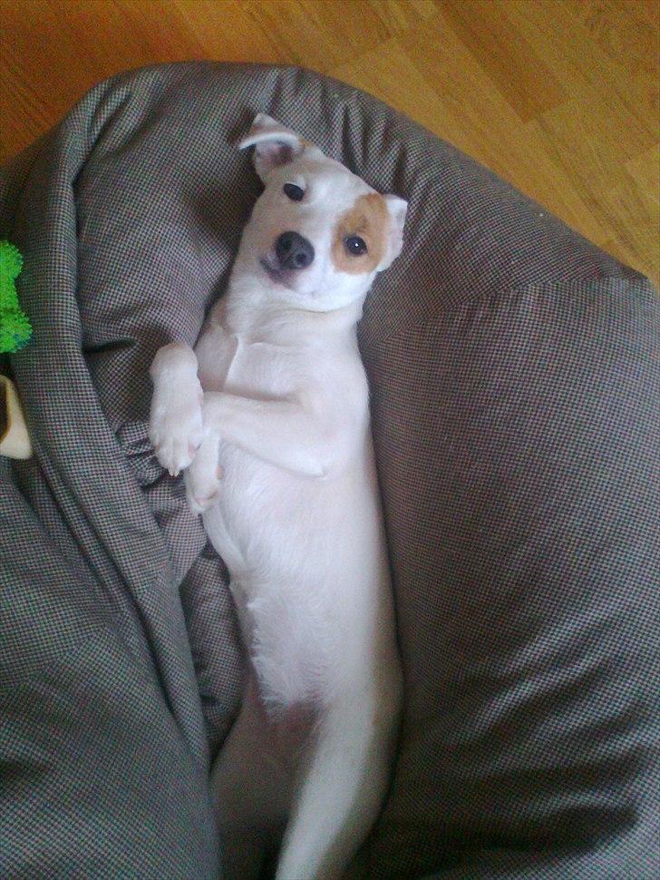 Jack russell terrier Hoba's Zandy af Lurifox billede 2