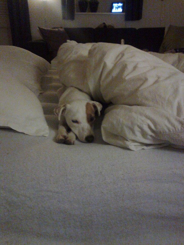 Jack russell terrier Hoba's Zandy af Lurifox billede 3