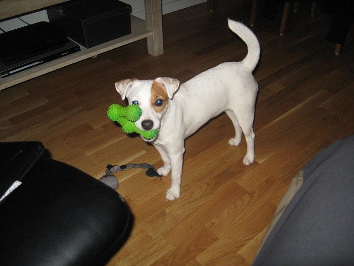 Jack russell terrier Hoba's Zandy af Lurifox billede 4