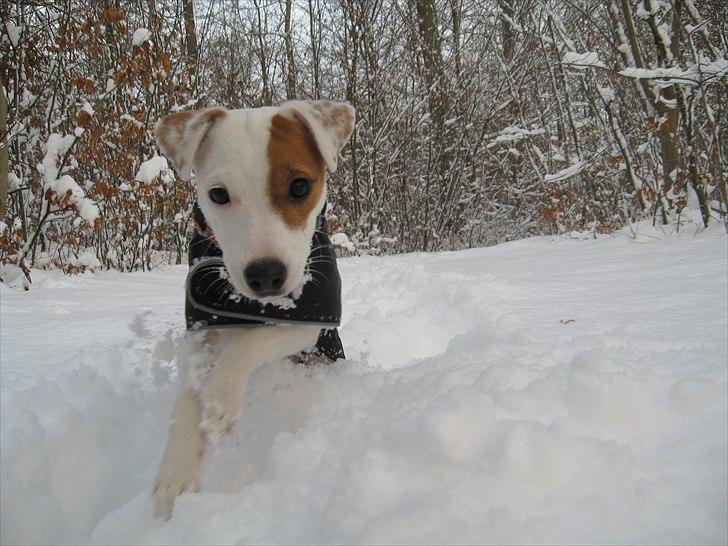 Jack russell terrier Hoba's Zandy af Lurifox billede 5