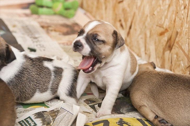 Blanding af racer Bianca - *Gaaab* billede 18