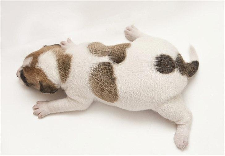 Blanding af racer Bianca - Biancas flotte aftegninger set oppefra :) billede 19