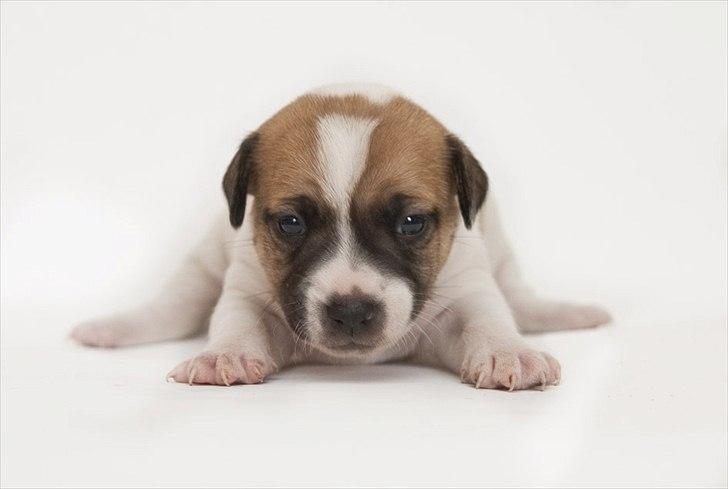 Blanding af racer Bianca billede 20