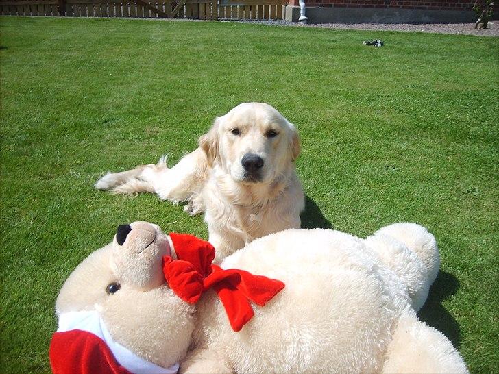 Golden retriever rocki billede 9