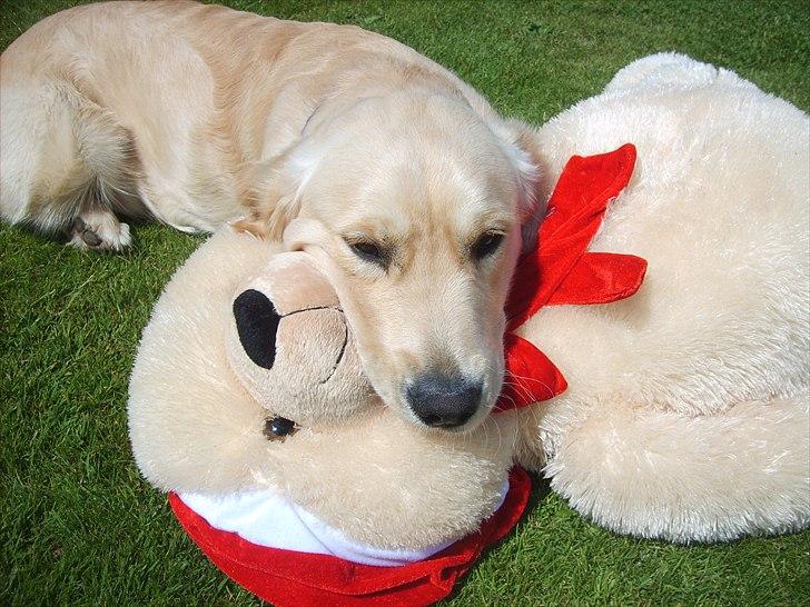 Golden retriever rocki billede 10