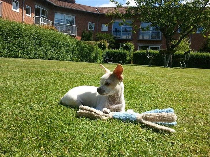 Chihuahua Tequilas valentino billede 2