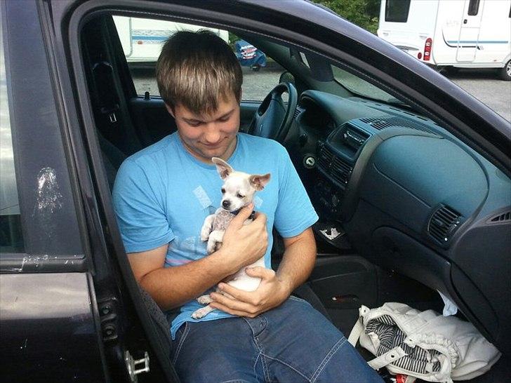 Chihuahua Tequilas valentino - da vi hentede valentino i esbjerg billede 3