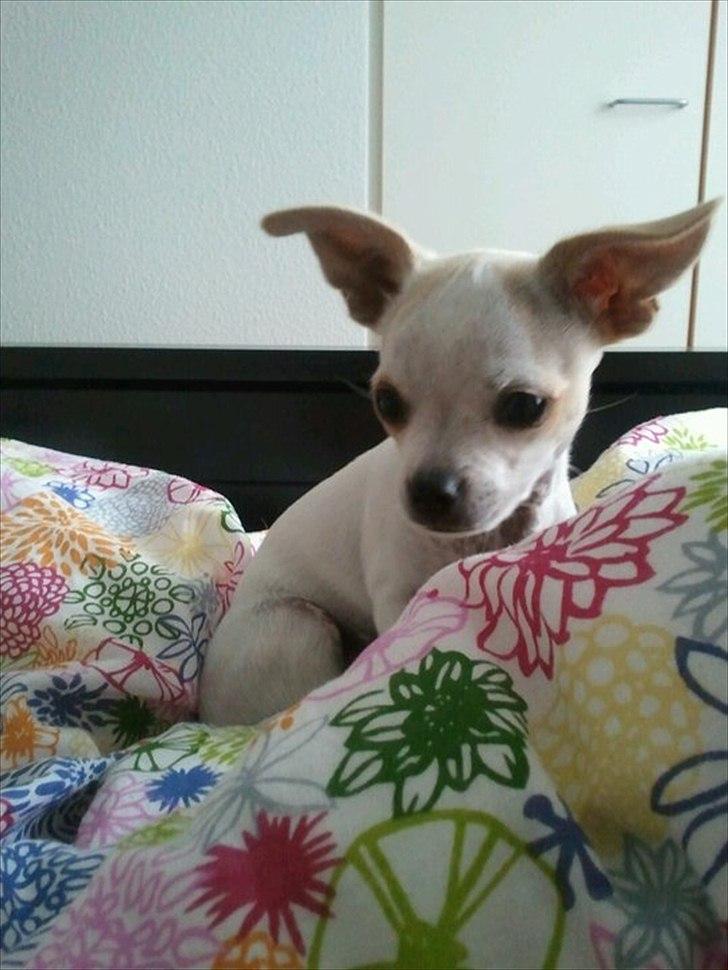 Chihuahua Tequilas valentino billede 9