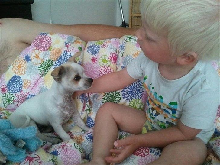 Chihuahua Tequilas valentino billede 11