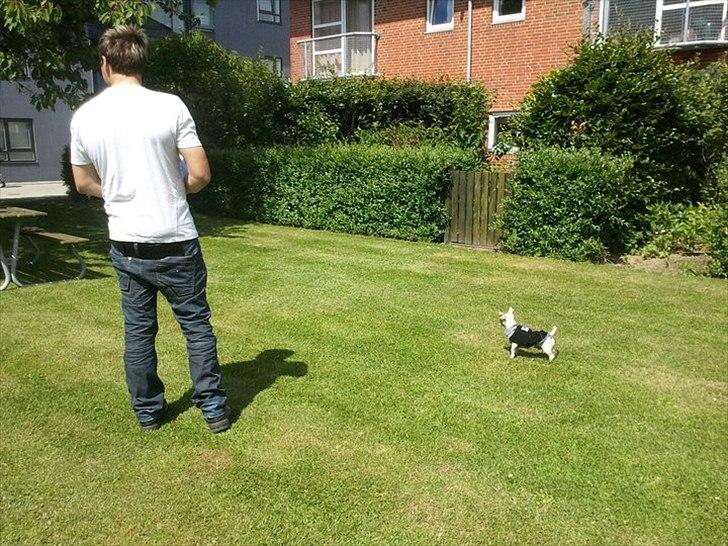 Chihuahua Tequilas valentino billede 12