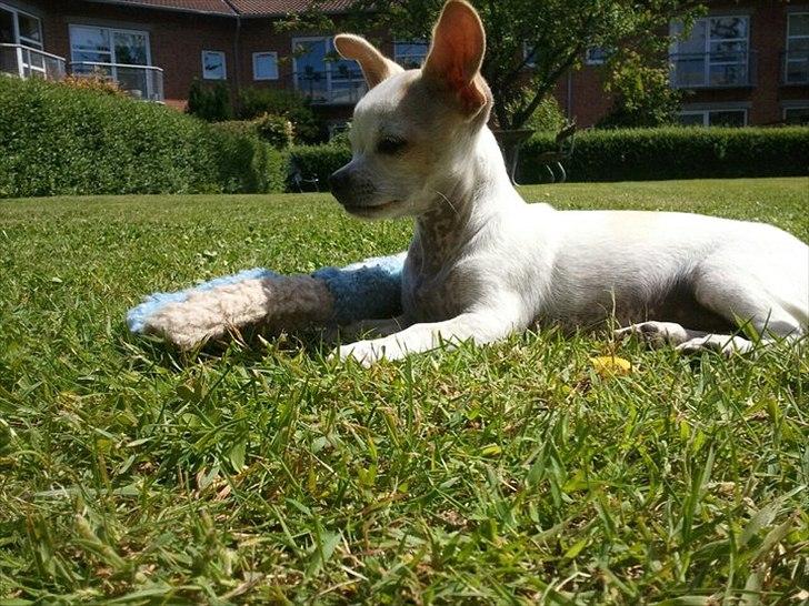 Chihuahua Tequilas valentino billede 5