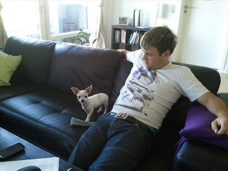 Chihuahua Tequilas valentino billede 14