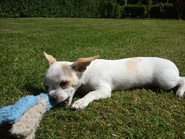 Chihuahua Tequilas valentino billede 6