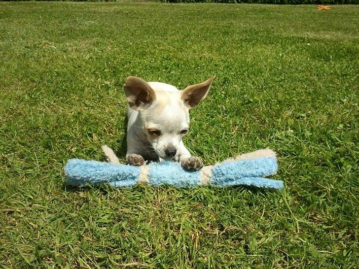 Chihuahua Tequilas valentino billede 15