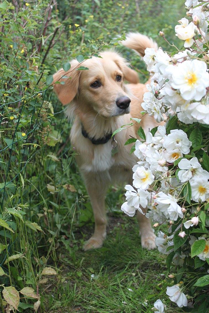 Golden retriever Sif billede 2