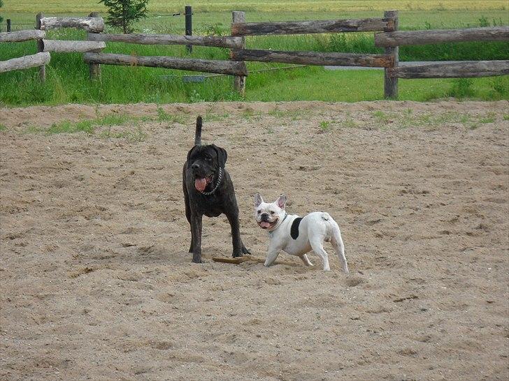 Cane corso Bullie billede 3