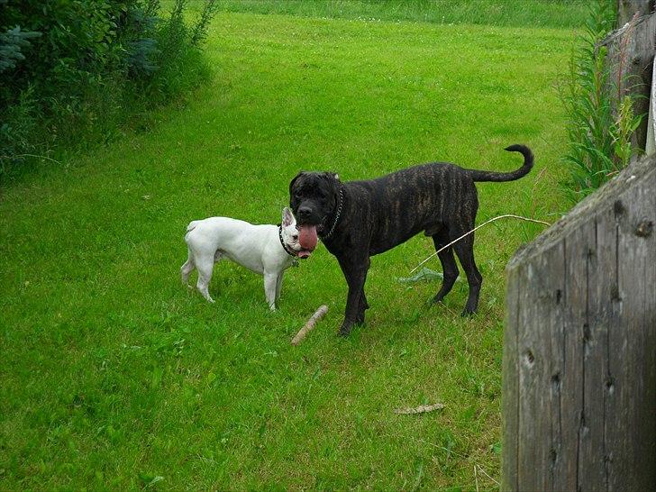 Cane corso Bullie billede 4