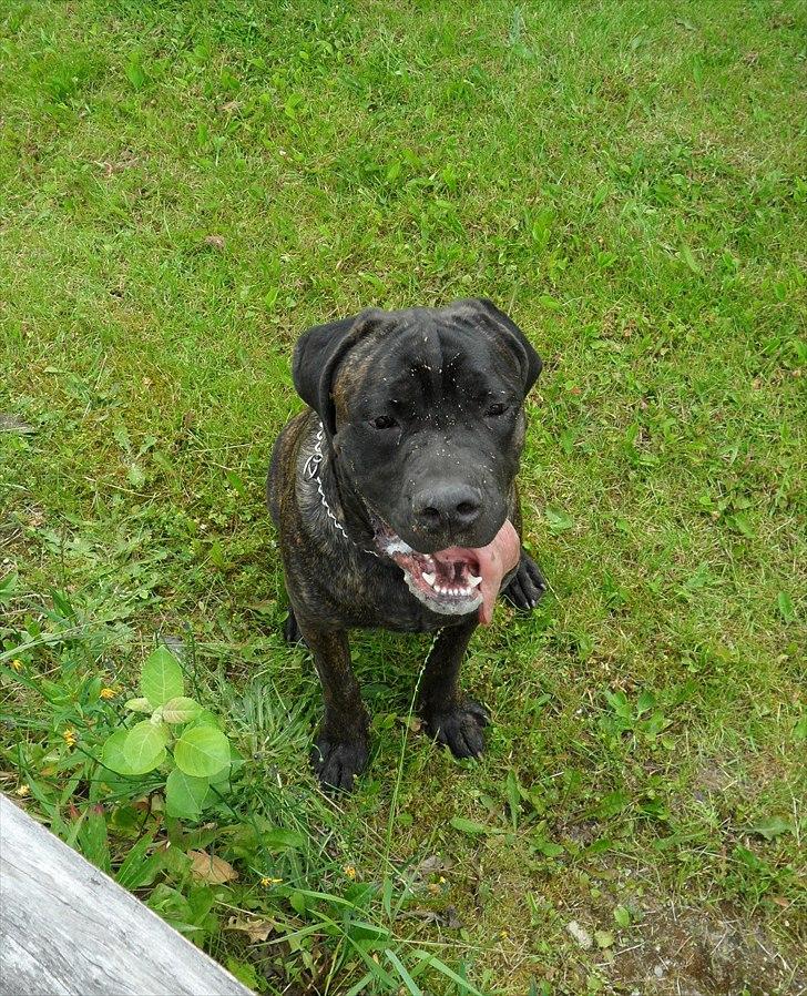 Cane corso Bullie billede 1