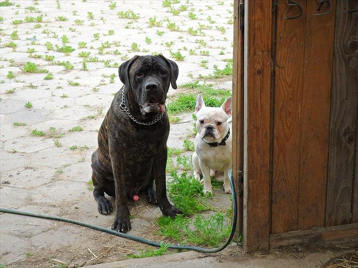 Cane corso Bullie billede 2
