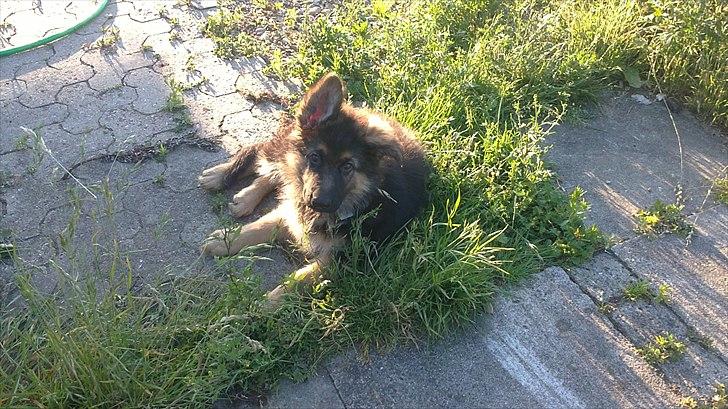 Schæferhund Diesel billede 5