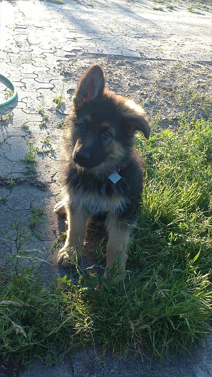 Schæferhund Diesel billede 6