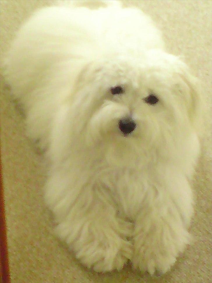 Coton de tulear Sonni billede 1