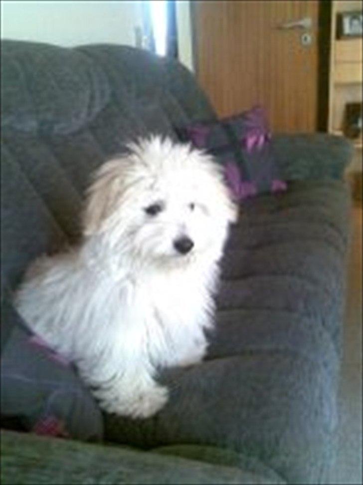 Coton de tulear Sonni billede 2