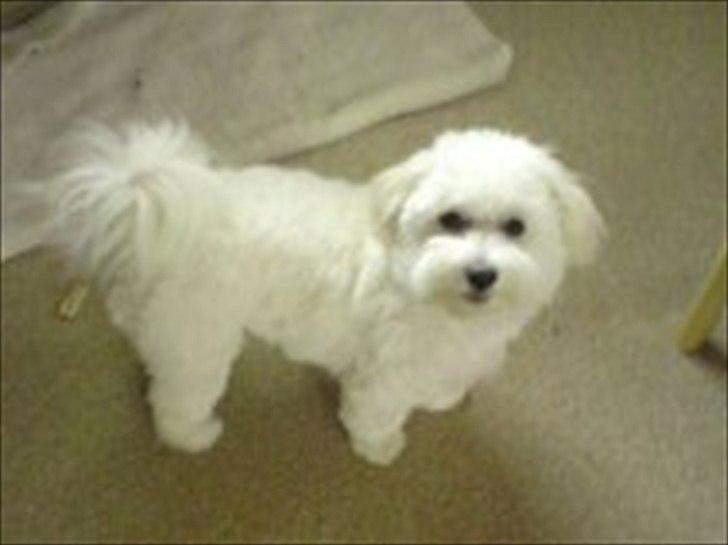 Coton de tulear Sonni - Nyklippet billede 3