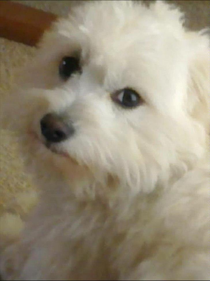 Coton de tulear Sonni billede 4